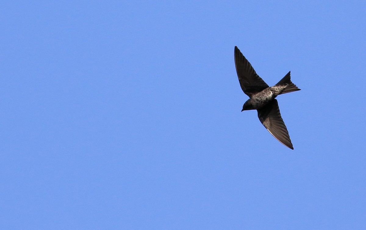 Golondrina Sureña - ML87579031