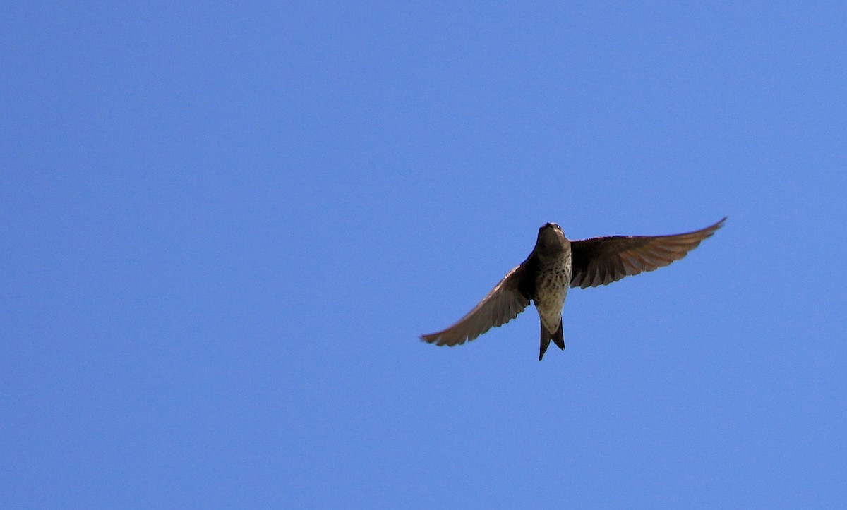 Golondrina Sureña - ML87579041