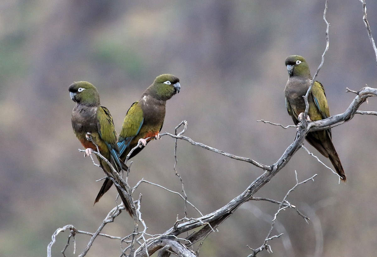 Conure de Patagonie - ML87580471