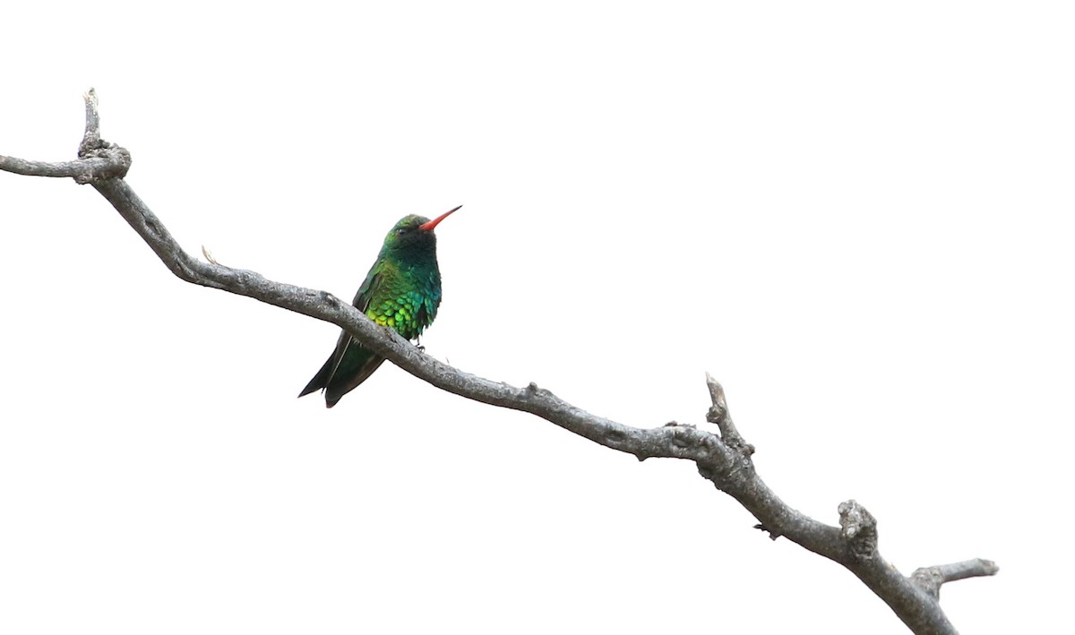 kolibřík lesklobřichý - ML87580571