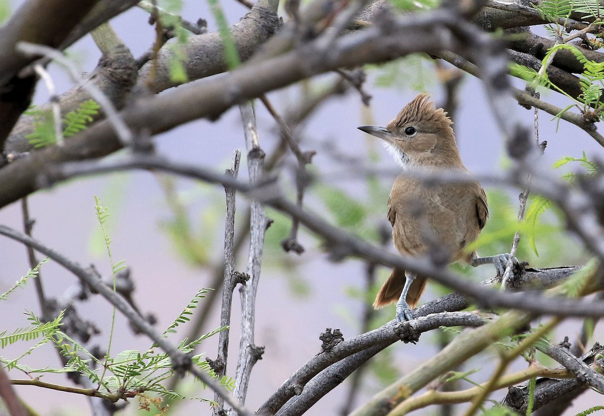 White-throated Cacholote - Patrick MONNEY