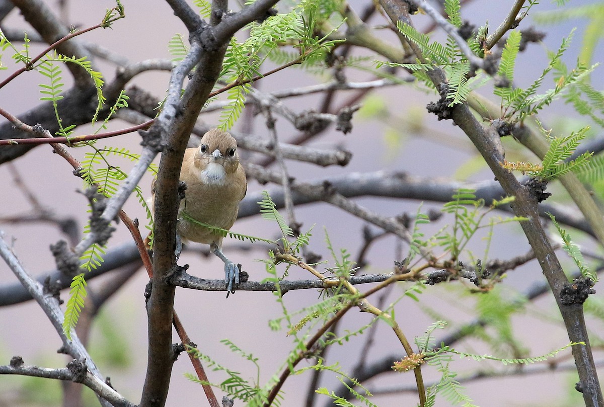 White-throated Cacholote - ML87580641