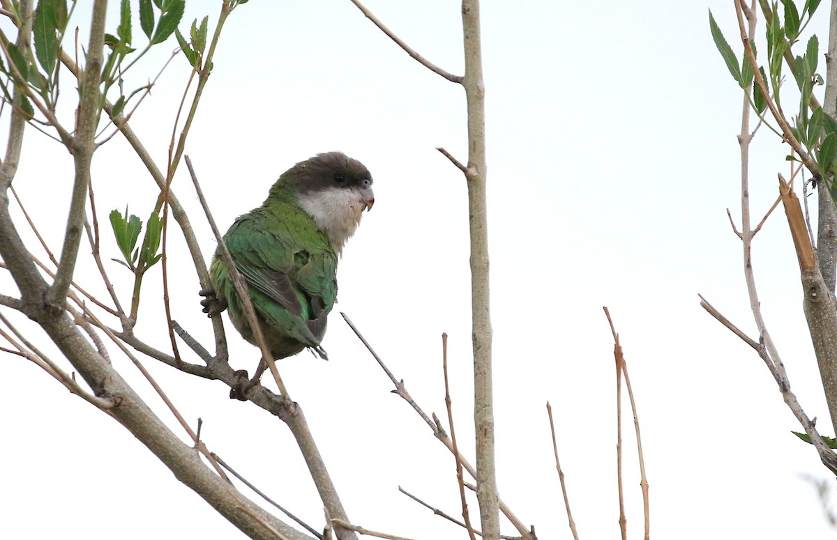 Gray-hooded Parakeet - ML87580831