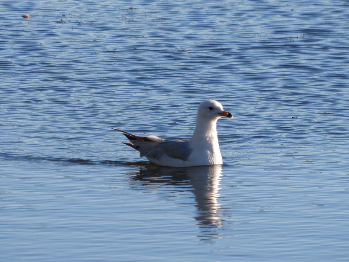 Ring-billed Gull - ML87581031