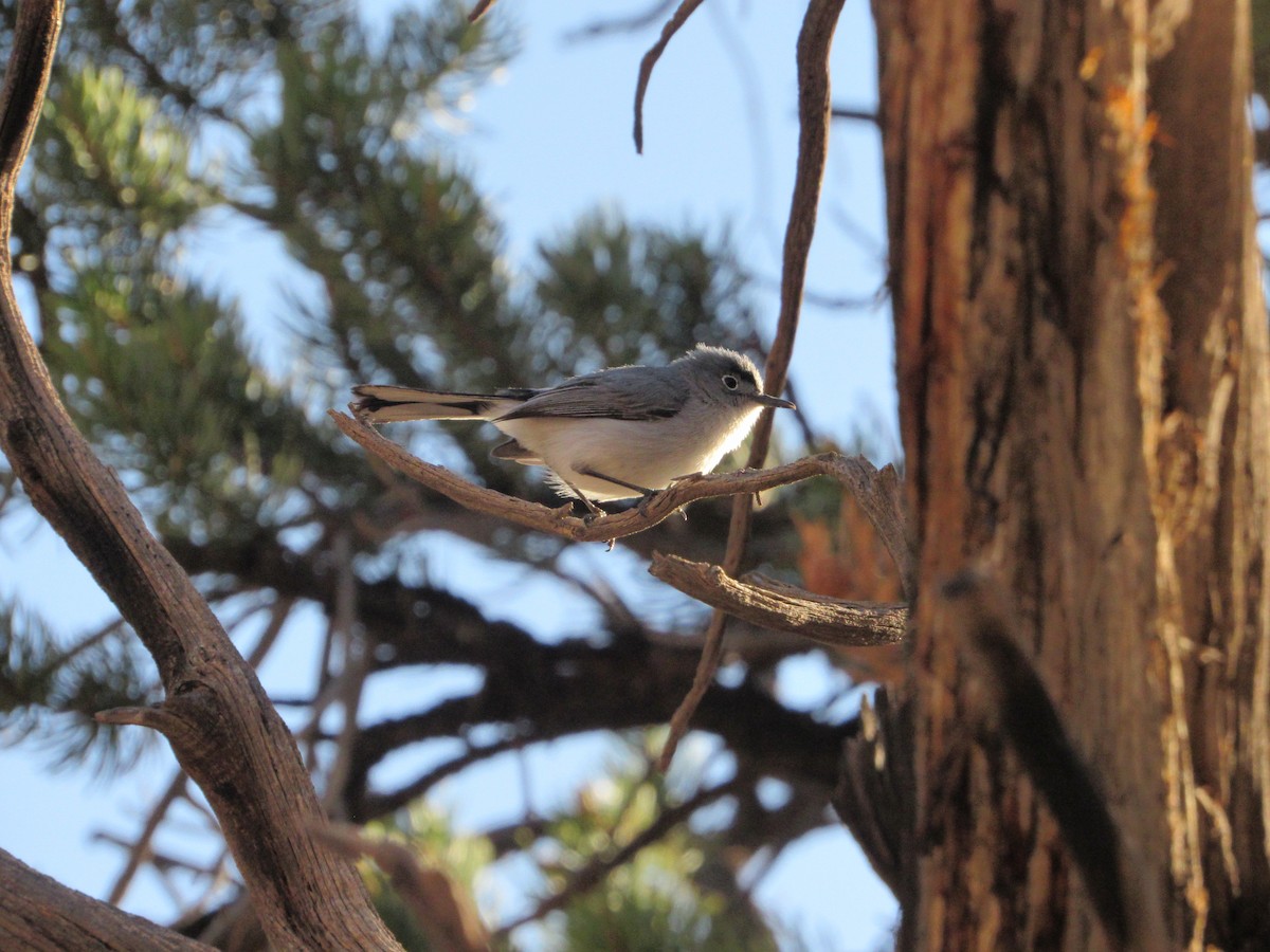 Blue-gray Gnatcatcher - ML87583251