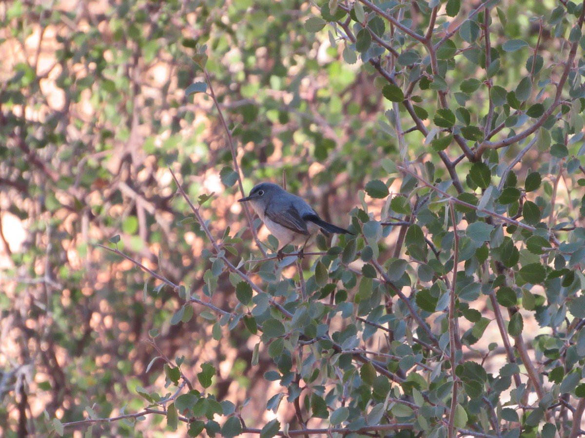 Blue-gray Gnatcatcher - ML87583311