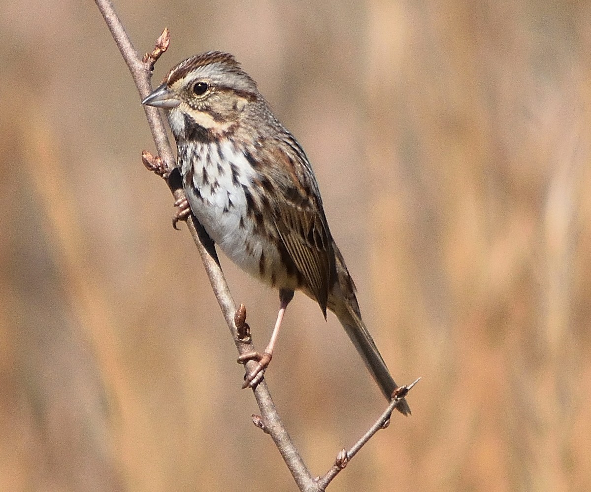 Song Sparrow - ML87584241