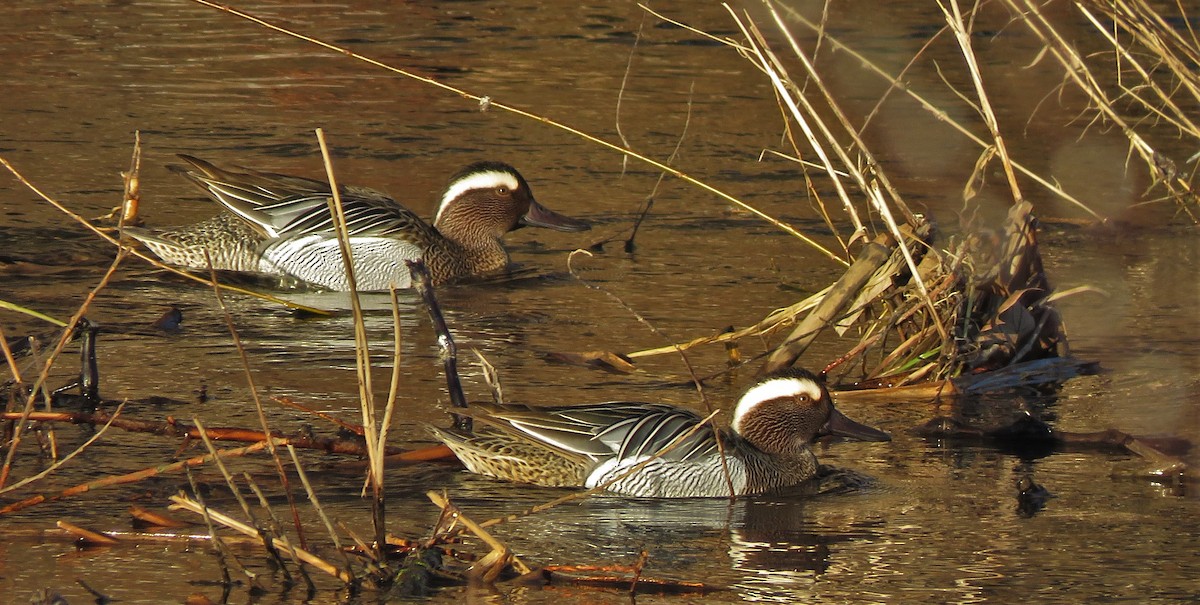 Garganey - Fernando Casado Angulo