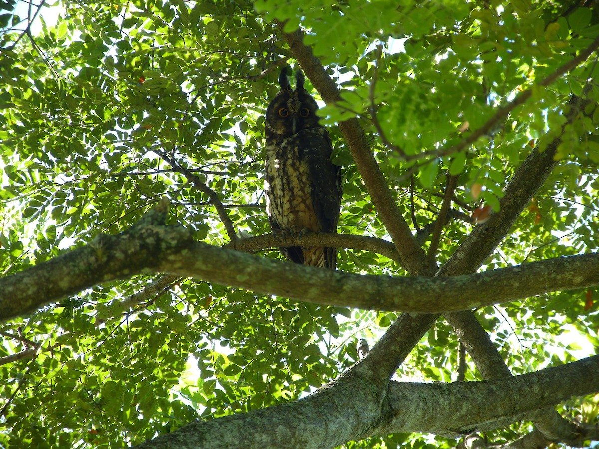 Stygian Owl - ML87587151