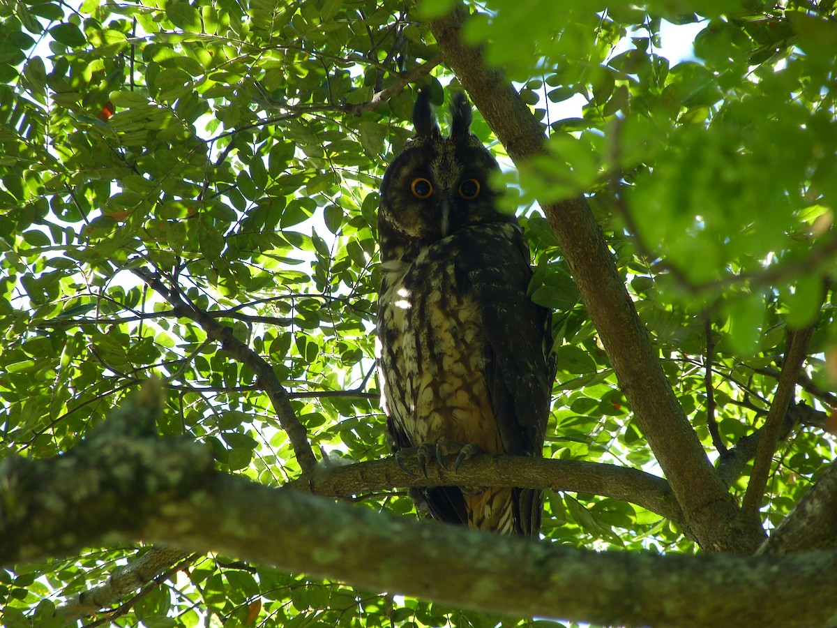 Stygian Owl - ML87587281