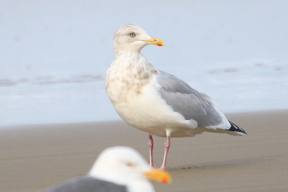 Gaviota Argéntea - ML87587921