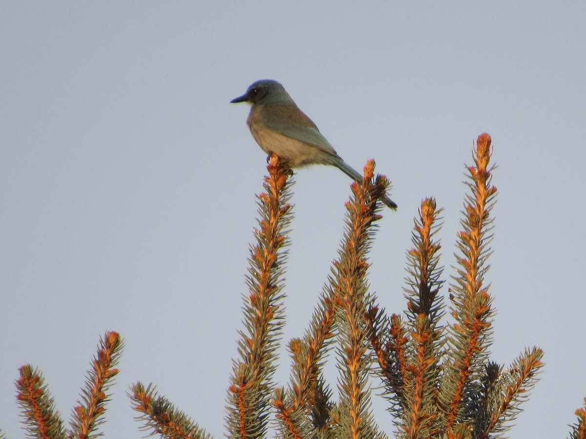 Woodhouse's Scrub-Jay - ML87587991