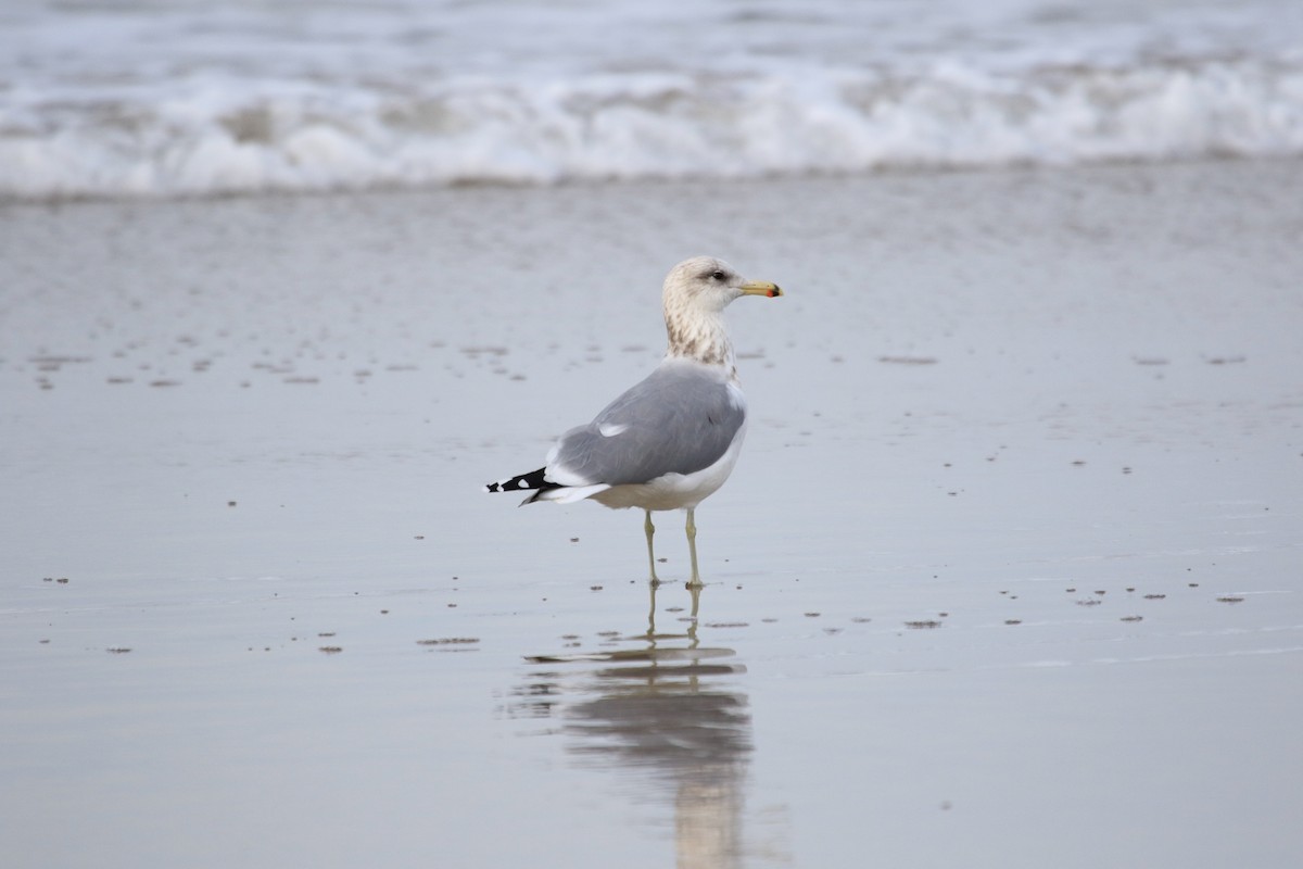 Gaviota Californiana - ML87588161