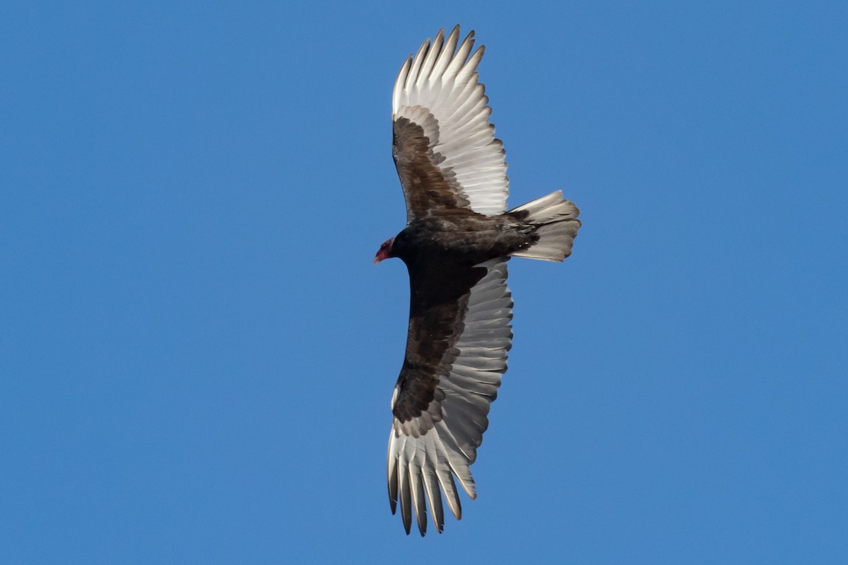 Turkey Vulture - Carole Rose