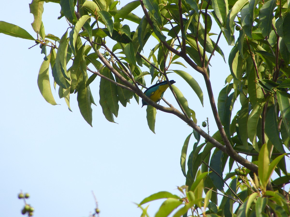 Black-faced Dacnis - ML87588721