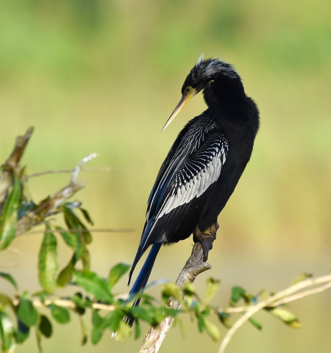 Anhinga - Lizabeth Southworth