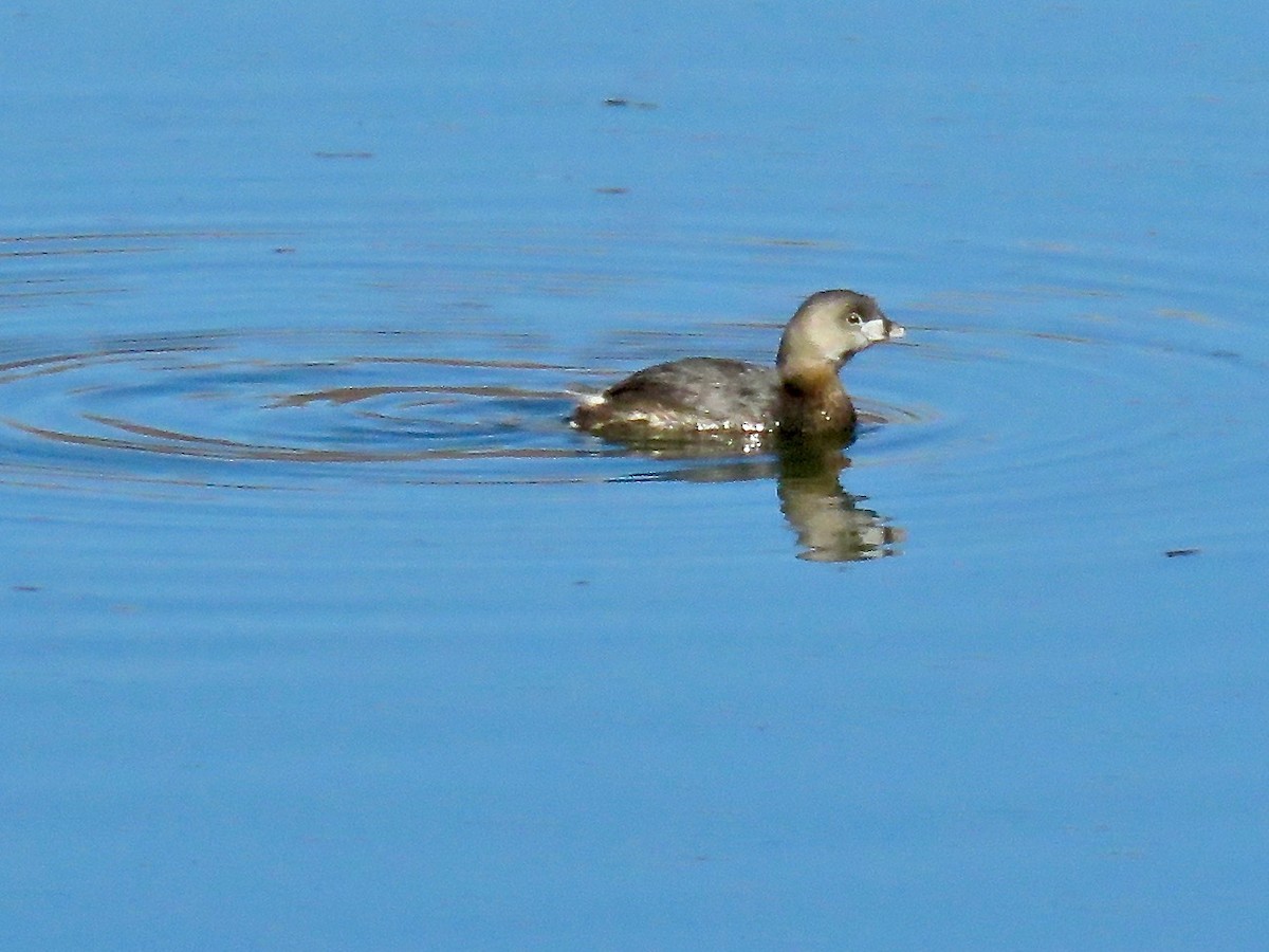 Pied-billed Grebe - Babs Buck