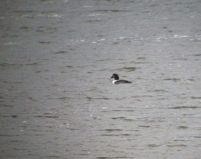 Barrow's Goldeneye - ML87592881