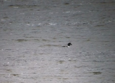 Barrow's Goldeneye - ML87592891