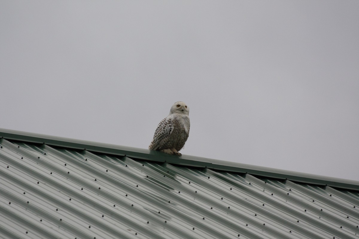 Snowy Owl - ML87592961