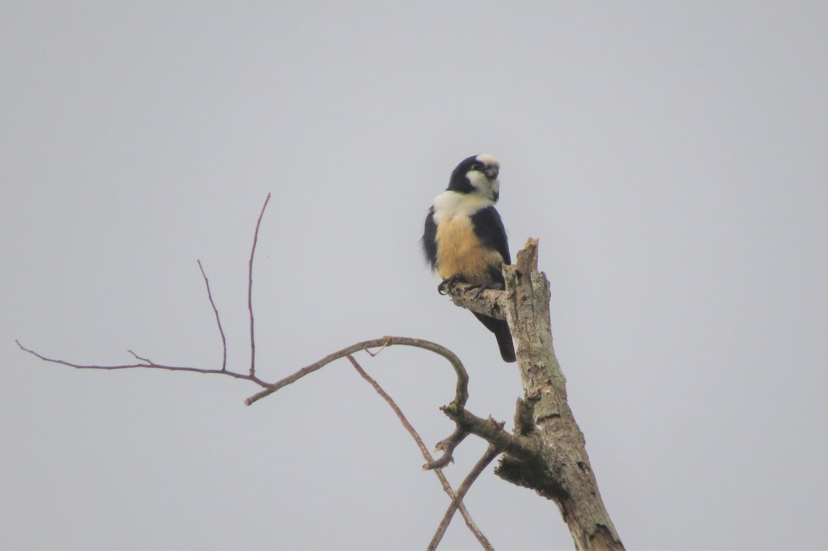 White-fronted Falconet - Audrey Whitlock