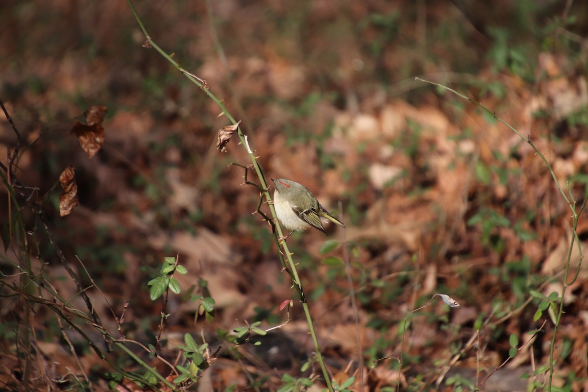 Ruby-crowned Kinglet - ML87597141