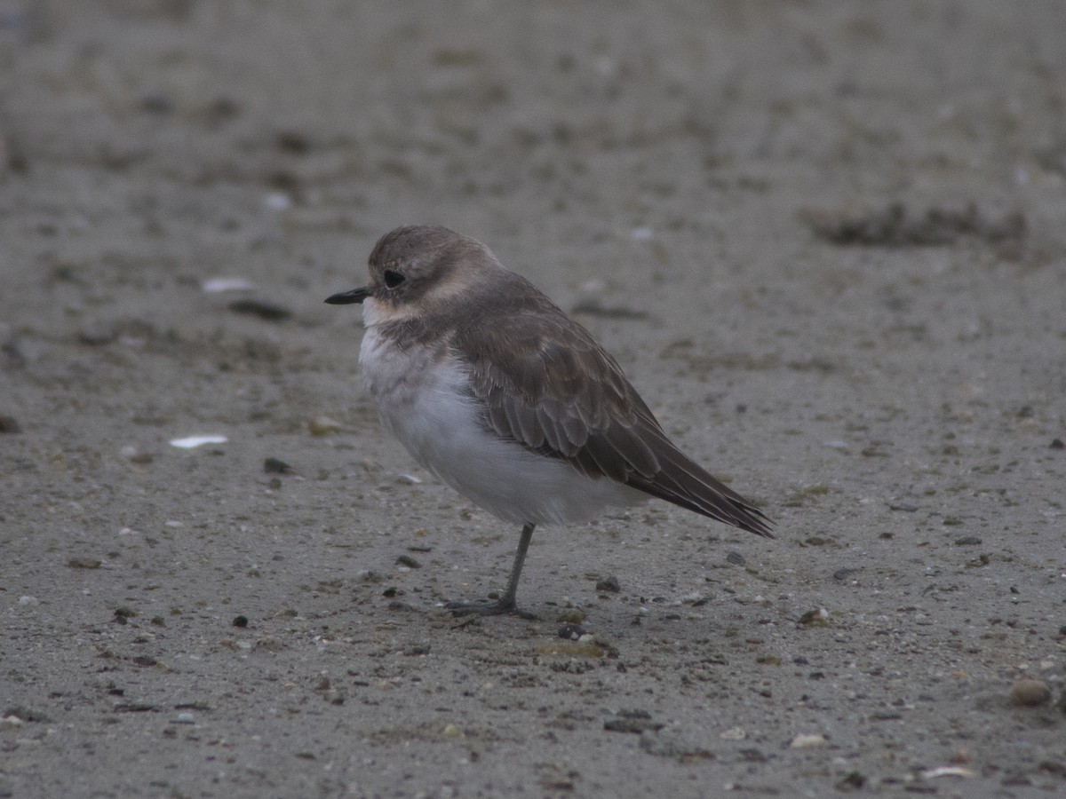Double-banded Plover - ML87598931