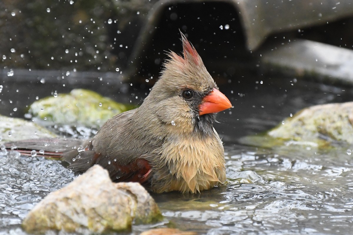 Northern Cardinal - Dawn Abbott