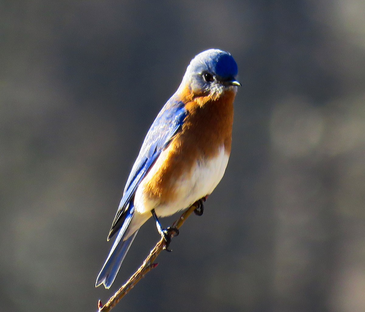 Eastern Bluebird - Joan M Scharf