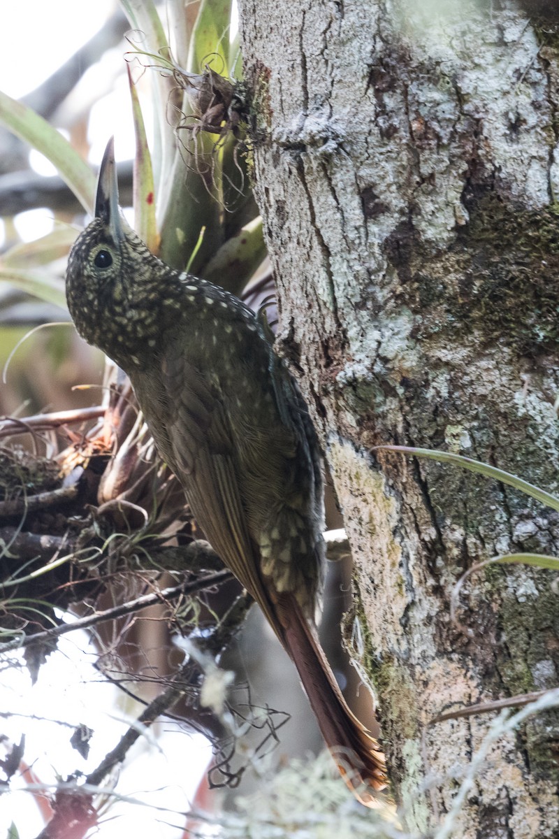 Olive-backed Woodcreeper - ML87603611