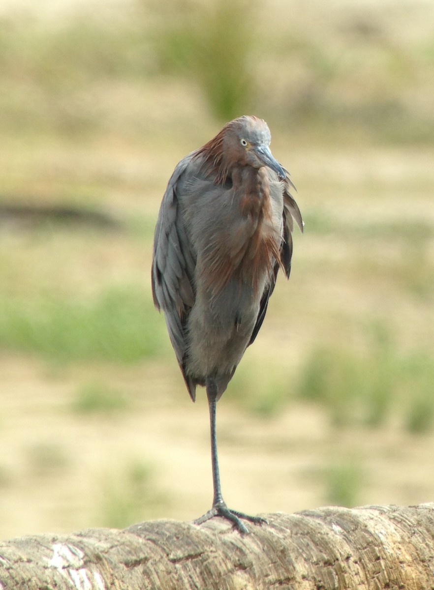 Reddish Egret - Carey Bergman