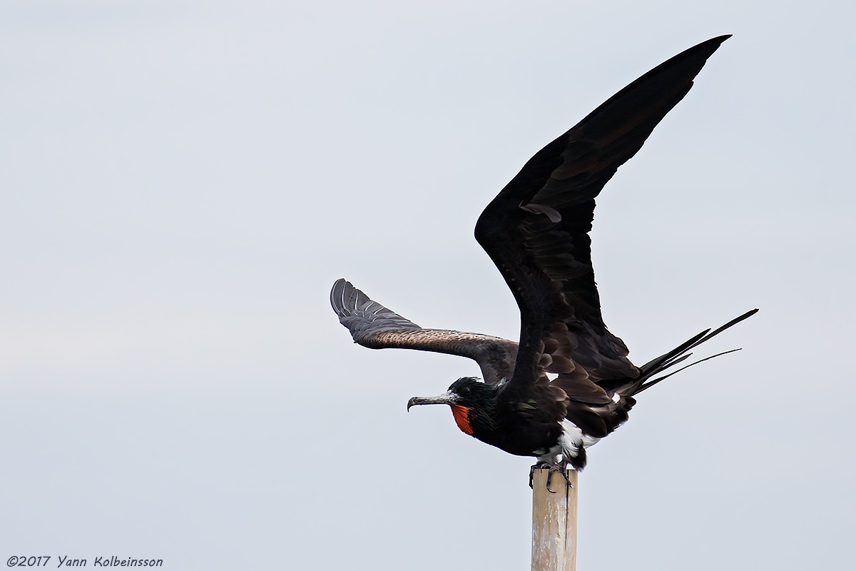 Christmas Island Frigatebird - ML87604231