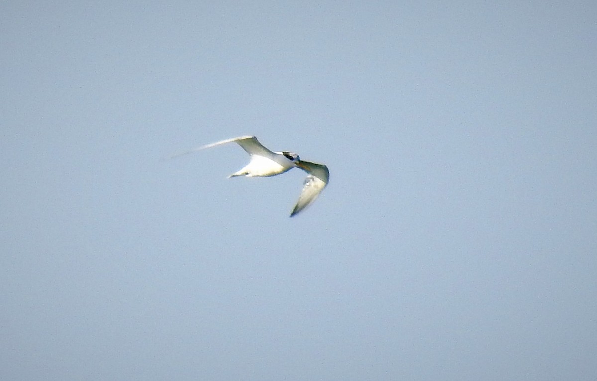 Royal Tern - Pablo Alejandro Pla