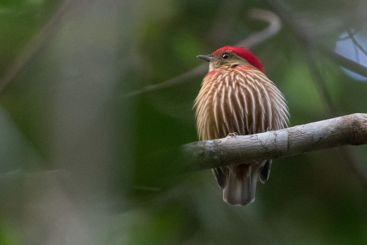 Striolated Manakin - ML87607411