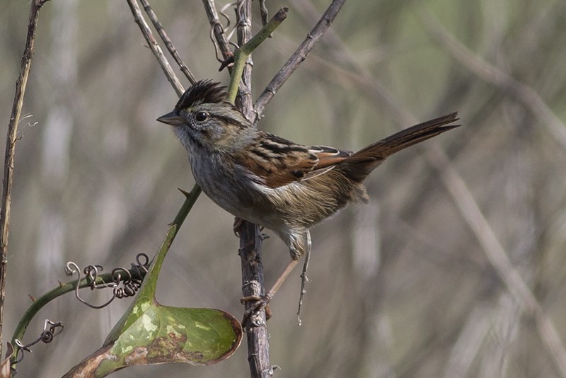 Swamp Sparrow - ML87610831