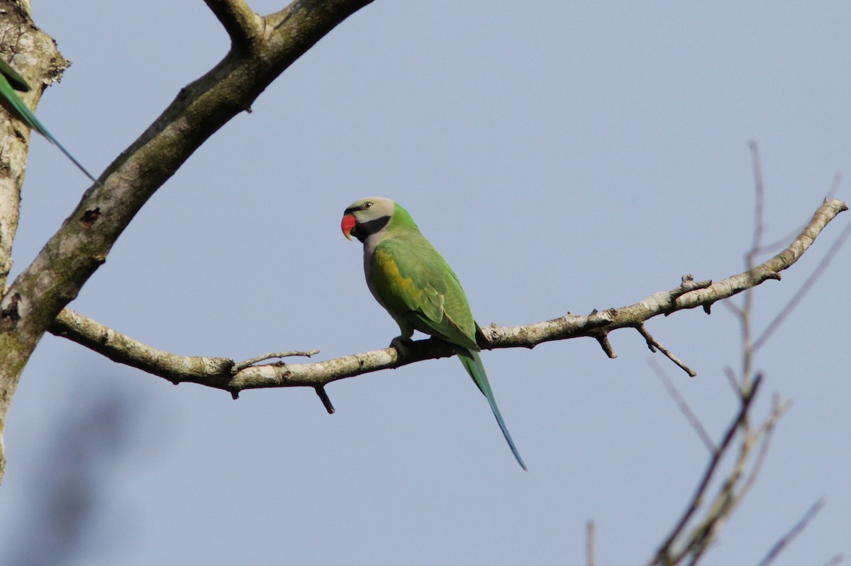 Red-breasted Parakeet - Richard Dunn