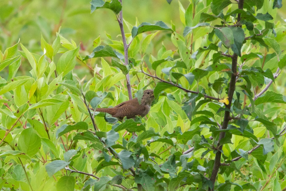 House Wren - ML87612511