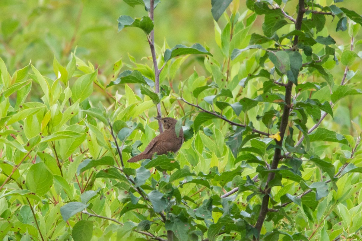 House Wren - ML87612541