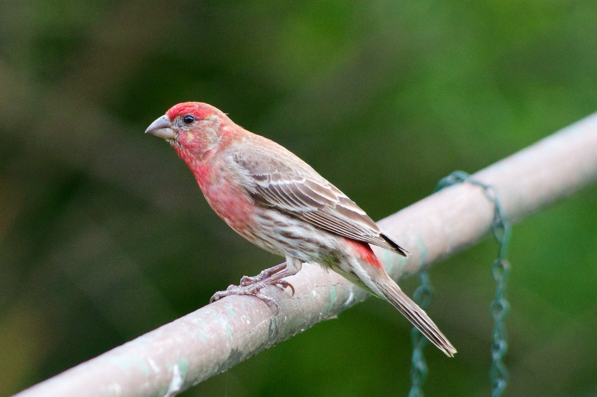 House Finch - ML87612871