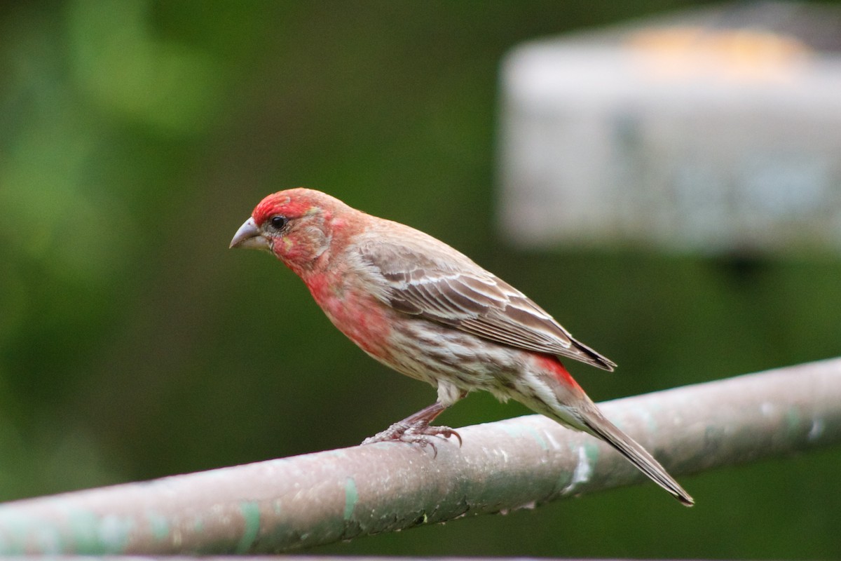 House Finch - ML87612881