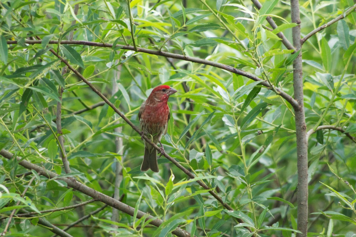 House Finch - ML87612891