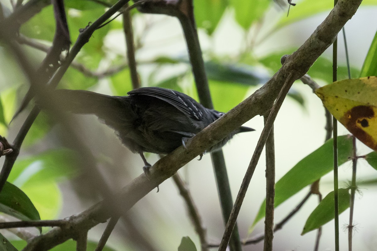 Slaty Antwren - ML87614821