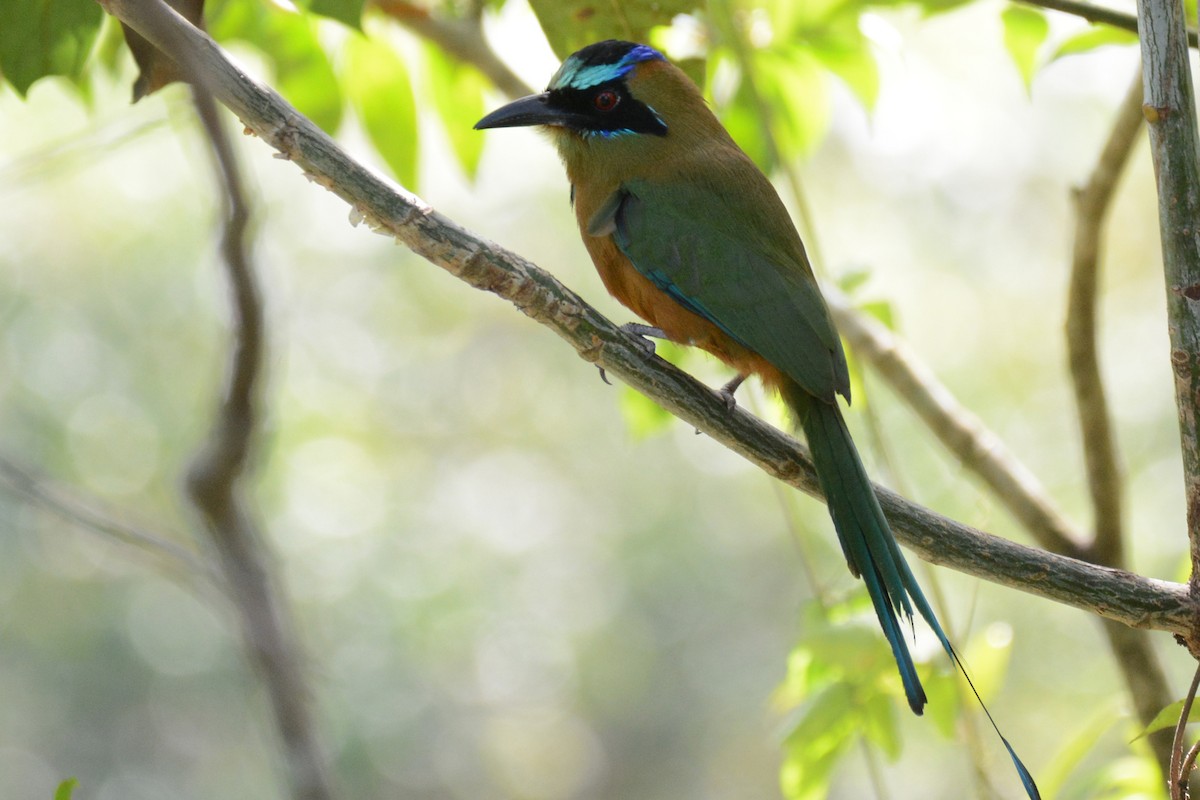 Rötelbauchmotmot - ML87615431