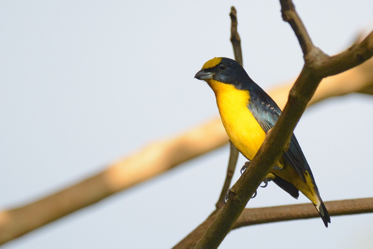 Thick-billed Euphonia - ML87615451