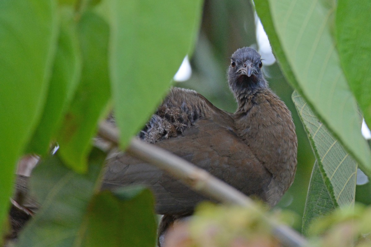 Gray-headed Chachalaca - ML87615591