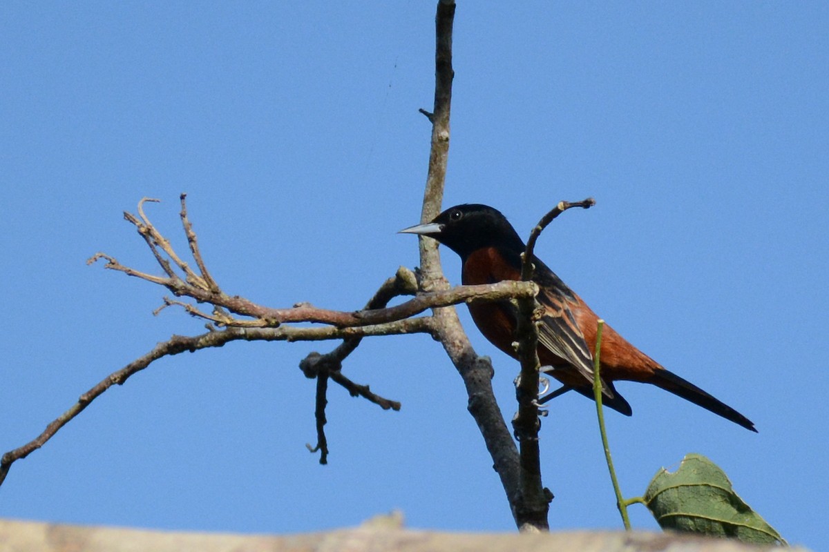 Orchard Oriole - ML87615621