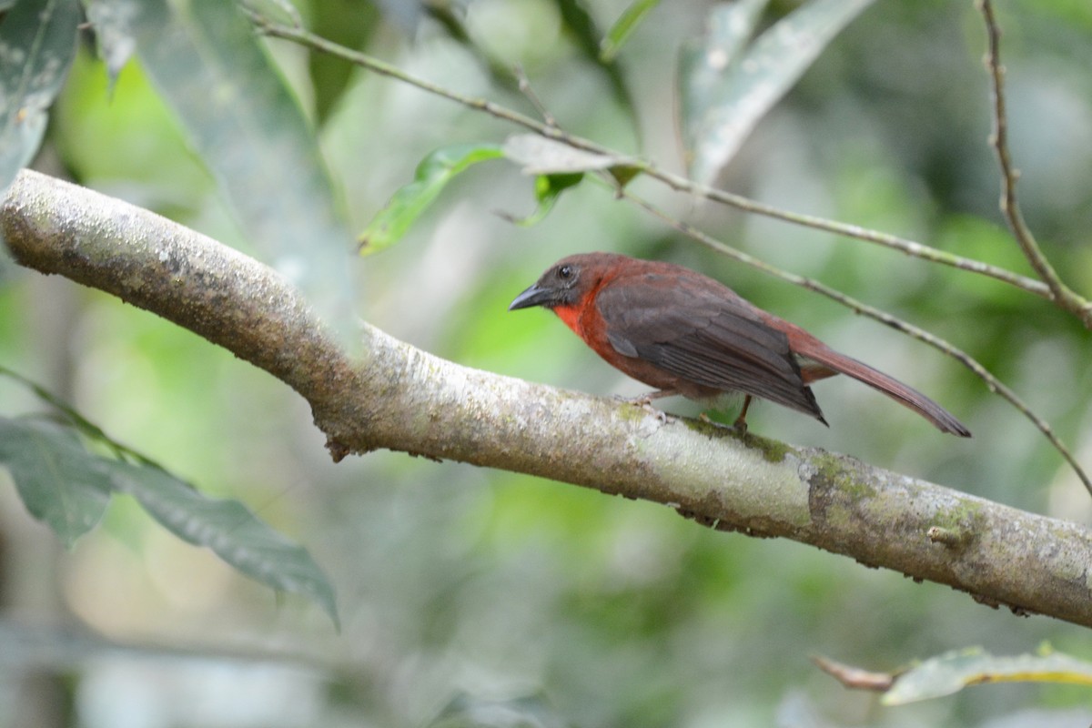 Red-throated Ant-Tanager - ML87615671