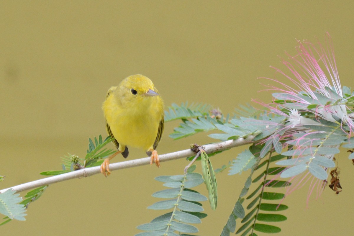 Yellow Warbler - ML87615721