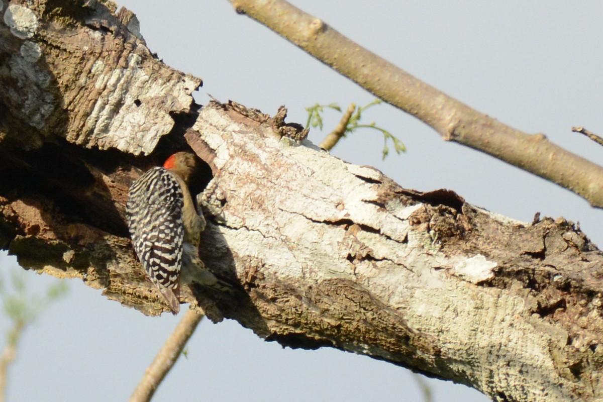 Red-crowned Woodpecker - Marie O'Neill