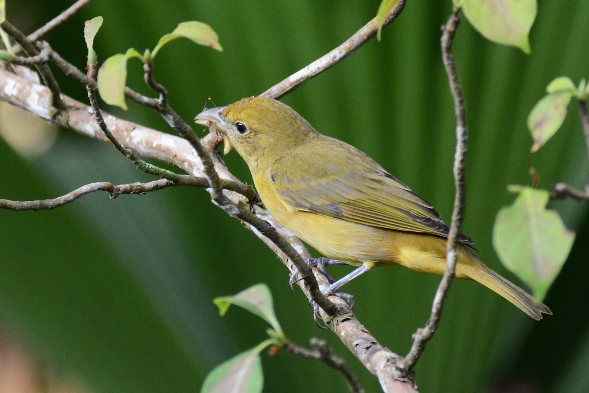 Summer Tanager - Marie O'Neill